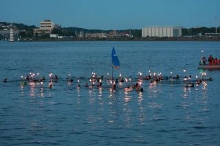 Fackelschwimmer
